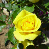 Yellow Mini Rose Plant Live, Miniature Rose Bush in 3" Pot, Indoor Outdoor Flowering Plant, Compact Live Rose for Gifts and Gardens