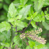 Set 9 Holy Basil Plants Live, Tulsi Basil Perennial Herb, 3-5 Inch Tall Live Herb Plants for Indoor or Outdoor Growing