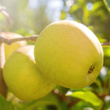 Delicious Apple Tree Live Plant, Bareroot 2 to 3 Feet Tall, Sweet Apple Plant Live for Planting, Live Apple Tree Plant, Apple Fruit Tree (Yellow Apple)