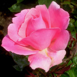 Rose Plant Live Ready to Grow Outdoor Indoor, 5-9 Inc Tall, Heirloom Rose Bush Live Plant for Planting, Fragrant Flowers Vibrant Blooms (Pink Rose)