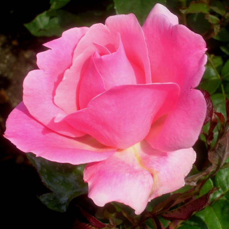 Rose Plant Live Ready to Grow Outdoor Indoor, 5-9 Inc Tall, Heirloom Rose Bush Live Plant for Planting, Fragrant Flowers Vibrant Blooms (Pink Rose)