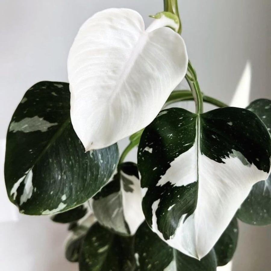 Mixed Variegated Philodendron Live Plants, Unique Foliage Philodendron Plants, Rare Tropical Houseplant, No Pot, 4-8'' Tall