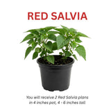 2 Salvia Plants, Red Salvia Live Plants, 4-6 Inches Tall, 4 Inches Pot, Long Blooming Red Flowers for Indoor Outdoor Growing