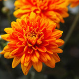 2 Orange Chrysanthemum Plants Live, Mums Plants Live, 5 Inc to 8 Inc Long, Mum Live Plant for Gardening Growing