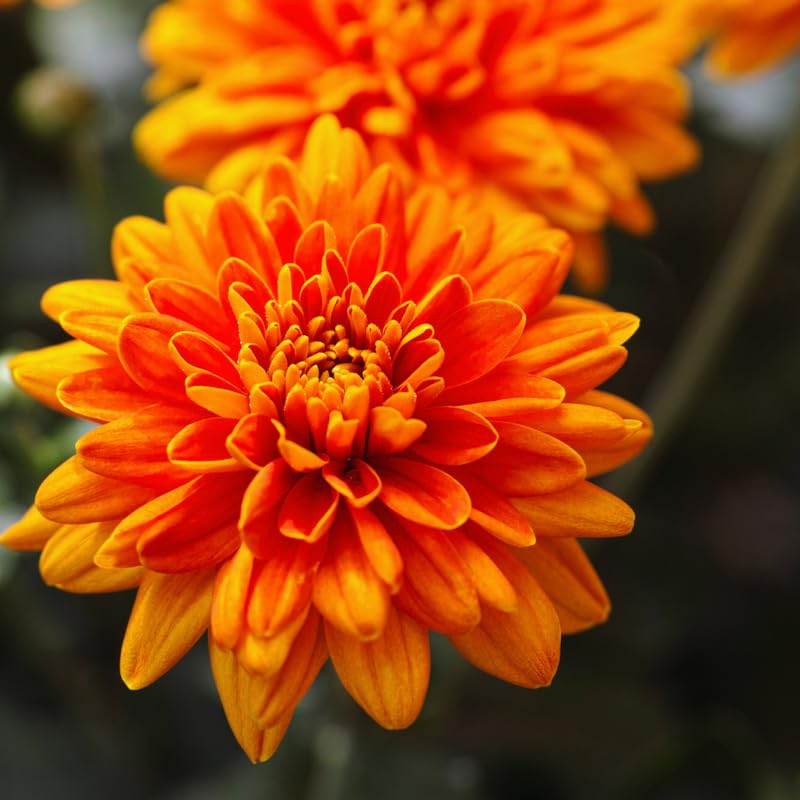 2 Orange Chrysanthemum Plants Live, Mums Plants Live, 5 Inc to 8 Inc Long, Mum Live Plant for Gardening Growing