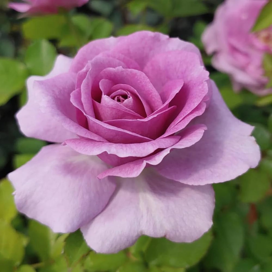 Light Purple Rose Bush Live Plant, Climbing Rose Plant Live Shrub - Bareroot with Soil 7-10 Inch Tall - Fragrant Rose Flowers Heirloom Rose Shrub