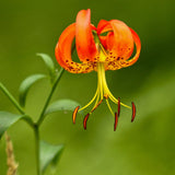10 Turks Cap Lily Bulbs for Planting, Lily Bulbs Flower Gardening Indoor Outdoor