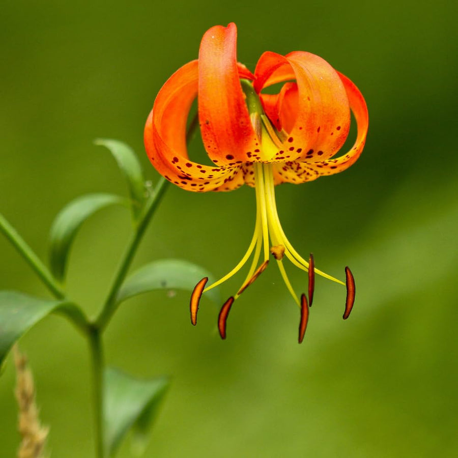 10 Turks Cap Lily Bulbs for Planting, Lily Bulbs Flower Gardening Indoor Outdoor