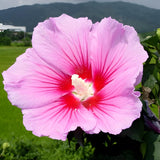 Pink Rose of Sharon Plant in Quart Pot, Hardy Hibiscus Flowering Shrub, Vibrant Outdoor Althea Plants, Fast-Growing Perennial