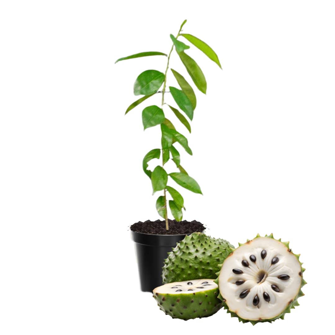 1 Guanabana Soursop Tree Live Plant, 6-10" Tall, Sweet Soursop Plant Live, Half Gallon Pot, Tropical Soursop Fruit Tree