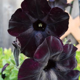 Black Petunia Plants Live, Annual Petunia Flowering Plants 3-5 Inch, Indoor Outdoor Growing