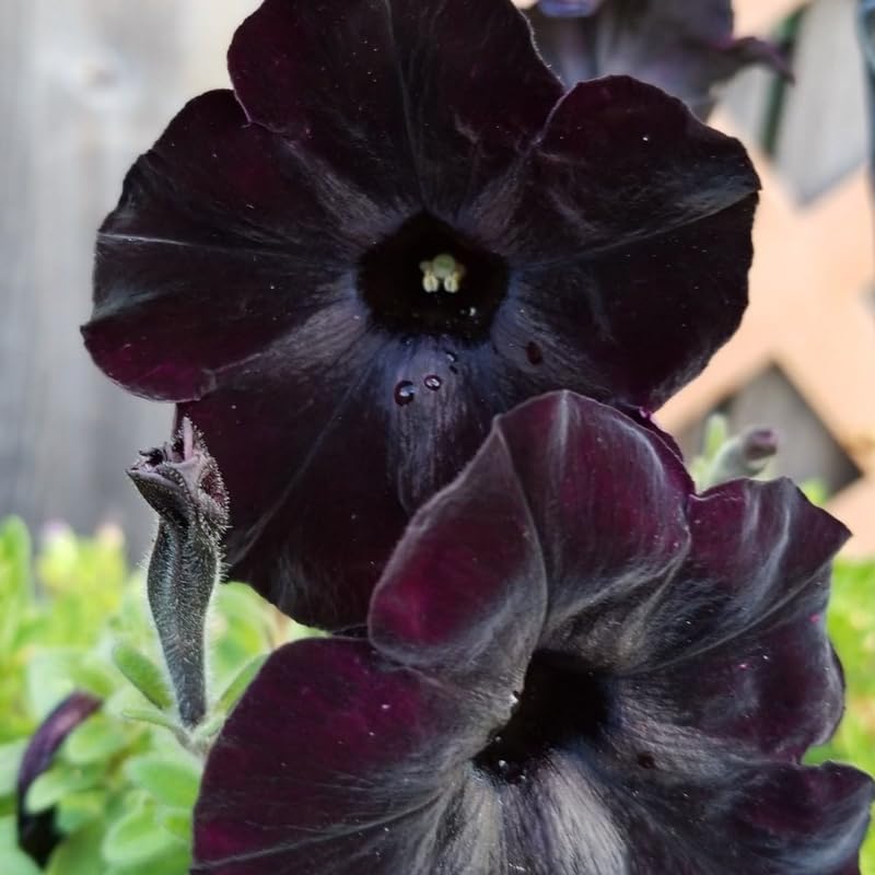 Black Petunia Plants Live, Annual Petunia Flowering Plants 3-5 Inch, Indoor Outdoor Growing