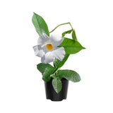 2 White Mandevilla Live Plants, Mandevilla Flowering Vines Trellis, 4-9 Inch Tall Plants for Hanging Baskets, Container and Garden Growing