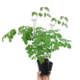 Moringa Tree Live Plant, Malunggay Moring Plant in 4" Pot, 7-10" Well-Rooted, Drumstick Horseradish Trees Live Plants for Planting, No CA