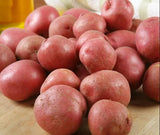 Red Potato Seeds for Planting, Seed Potatoes for Planting, 2 Pounds, Heirloom, Vegetable Plants Growing Easy to Plant, Potato Tuber Bulbs