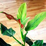 2 Rare Philodendron Live Plants Varieties Collection, Philodendrons Plants Size 5-9 Inc for Indoor Houseplant Décor, Ornamental Tropical Well-Rooted (Climber Philodendron Plants)