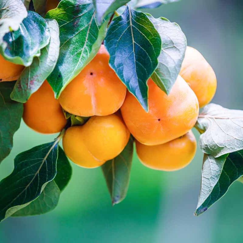 2 Sweet Persimmon Trees Live Plants in Pot, 8 Months Old Persimmon Fruit Trees Live Plants, 6-10" in Tall, Dormant in Winter, No Leaf, Bare Root to CA