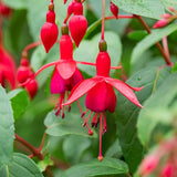 Red Fuchsia Plant Live in 5-Inch Pot, Hanging Basket Flower, Hardy Fuchsia Vine for Shade Gardens, USDA Zones 8-11