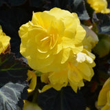 3 Yellow Begonia Live Plants, Begonia Flowering Plants, Flowers Outdoor Garden 4 Inches