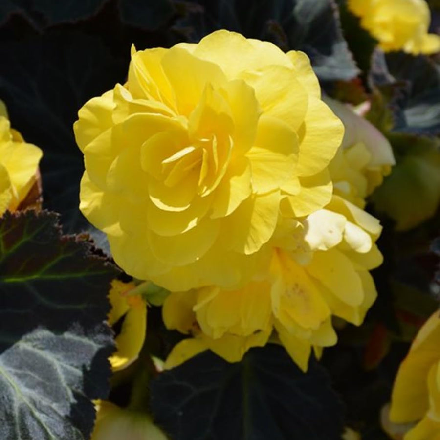 3 Yellow Begonia Live Plants, Begonia Flowering Plants, Flowers Outdoor Garden 4 Inches