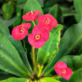 Euphorbia Crown of Thorns Plant, Hardy Perennial Succulent Plant 3-5 Inches, Vibrant Fuchsia Flowers, Gardens and Indoor Planting