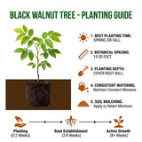 Walnut Tree Live Plant in Quart Pot, Hardy Nut Trees for Outdoor Garden, Landscape or Backyard Growing, 6-12 Inches