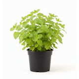 Lemon Balm Plant, Fragrant Herb, 5-8 Inches Tall, Ready for Planting