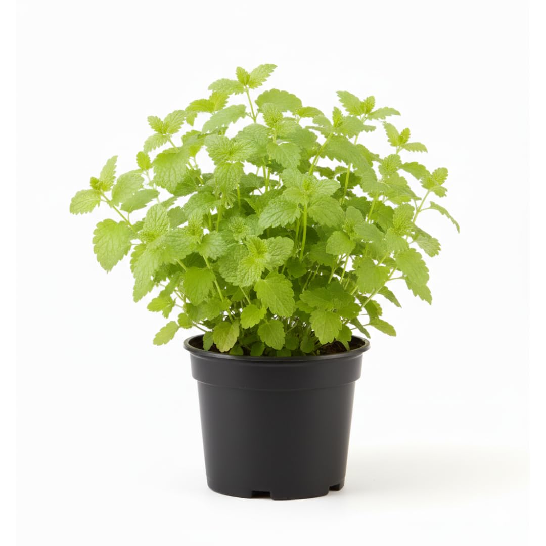 Lemon Balm Plant, Fragrant Herb, 5-8 Inches Tall, Ready for Planting