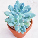 Succulent Plant Live, Live Indoor Outdoor Succulent Plant, 2 Inch Pot, Low-Maintenance Decorative Houseplant (Blue Succulent)