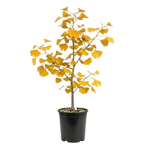 Set 2 Ginkgo Live Plant, 6-12 inches Tall, Ginkgo Tree, Hardy Ornamental, Yellow Leaf in Fall for Yard and Garden, in Quart Pot