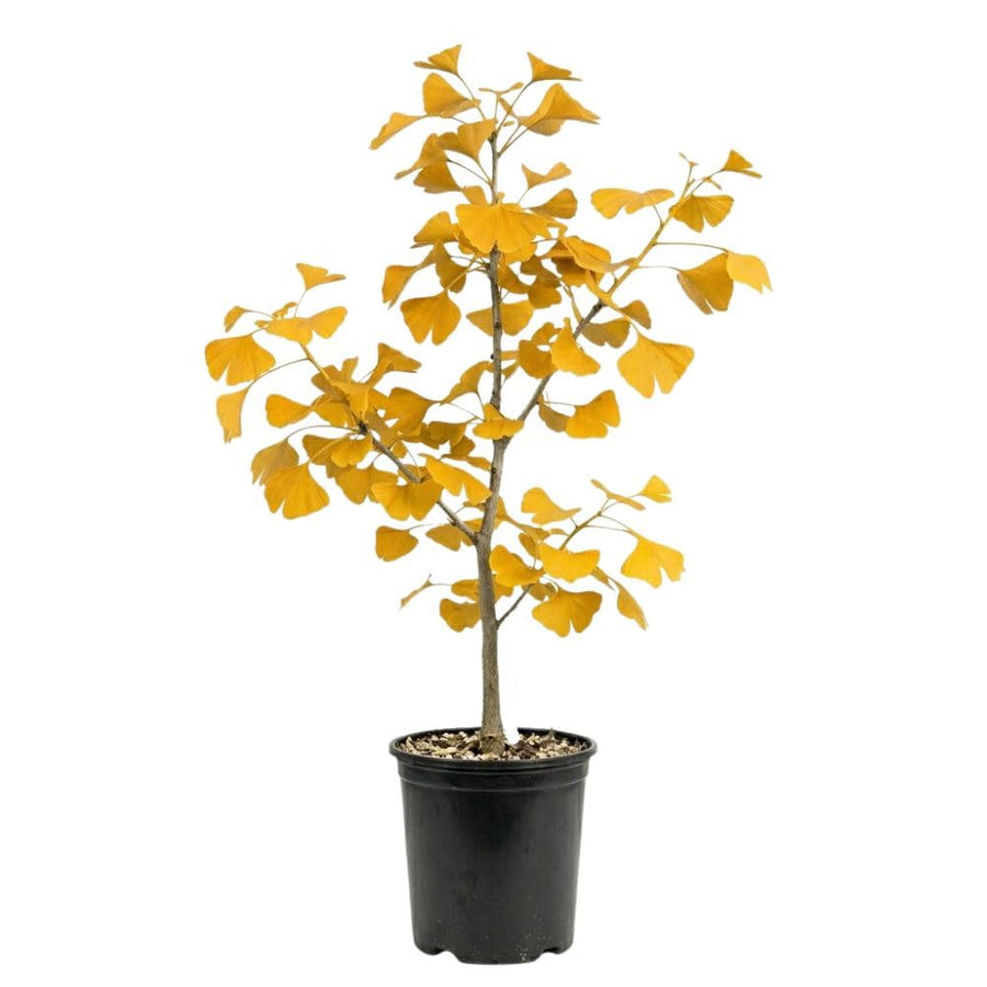 Set 2 Ginkgo Live Plant, 6-12 inches Tall, Ginkgo Tree, Hardy Ornamental, Yellow Leaf in Fall for Yard and Garden, in Quart Pot