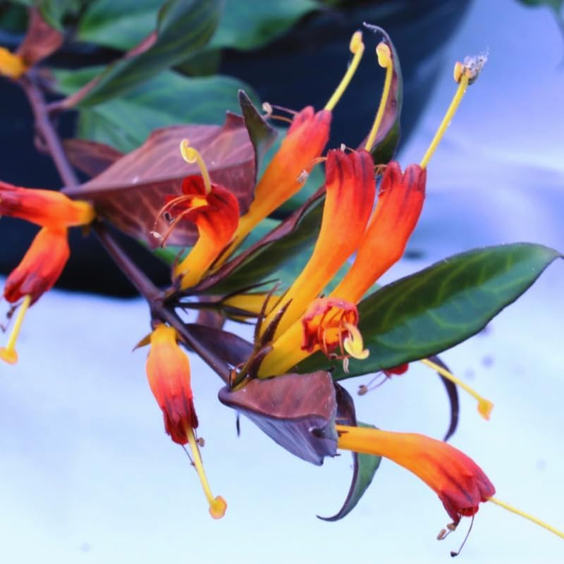2 Lipstick Plants Live Houseplants, Black Pagoda Lipstick Vine Plant, 4 Inches Pot