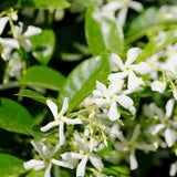 2 Jasmine Flower Plants Indoor Live, 4 to 6 Inc Long, Green Star Jasmine Live Plants, Fragrant Flower Plant Live Garden Zone 6 to 11
