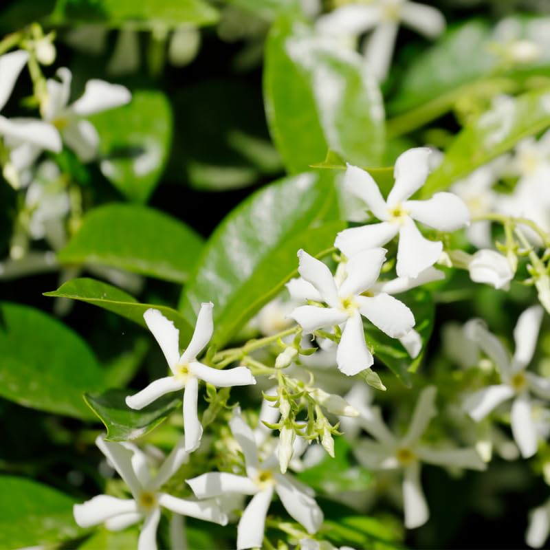 2 Jasmine Flower Plants Indoor Live, 4 to 6 Inc Long, Green Star Jasmine Live Plants, Fragrant Flower Plant Live Garden Zone 6 to 11