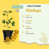 Ginkgo Tree Live Plant, Yellow Leaves, Hardy Ginkgo Tree, 8-10" Tall in Quart Pot for Planting