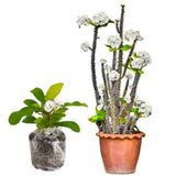 Euphorbia Milii Live Plant, Crown of Thorns Live Plant, Mix Flower Houseplant, 5-8 Inc Tall, Cold Hardy (White)