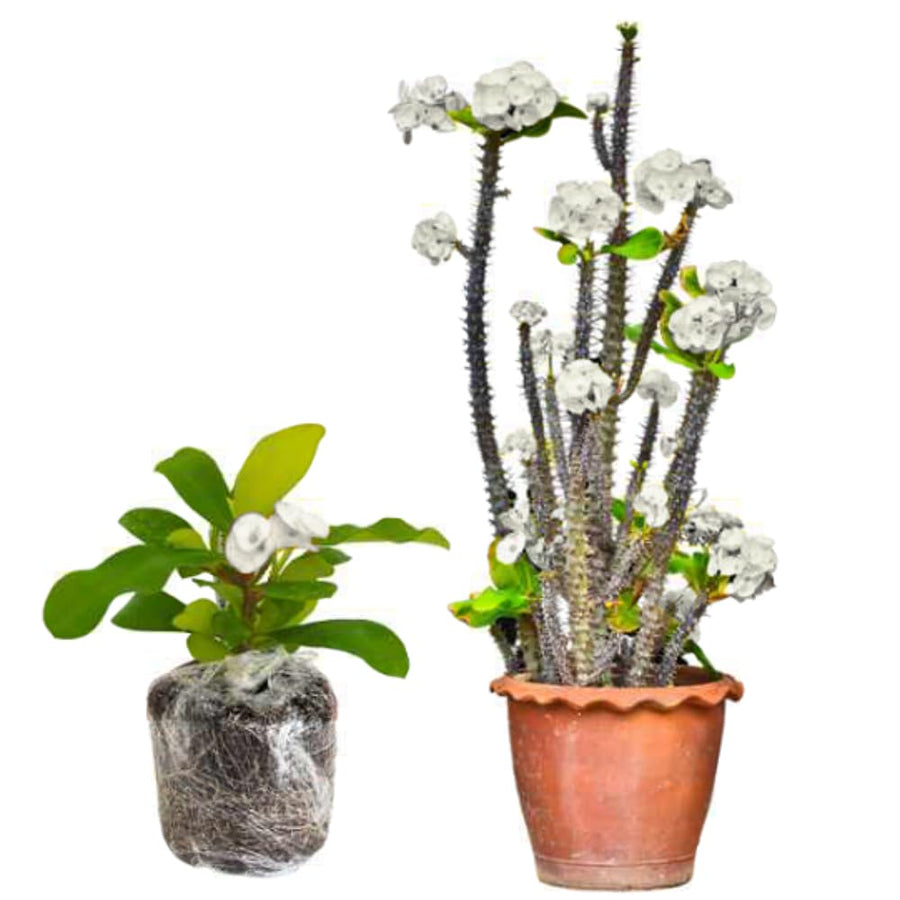 Euphorbia Milii Live Plant, Crown of Thorns Live Plant, Mix Flower Houseplant, 5-8 Inc Tall, Cold Hardy (White)