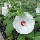 White Hibiscus Plant Live, Hardy Hibiscus Flowers for Outdoor Landscapes, 5-9 Inch Height, Ornamental Hibiscus Bush Shrub, Well-Rooted, No Pot