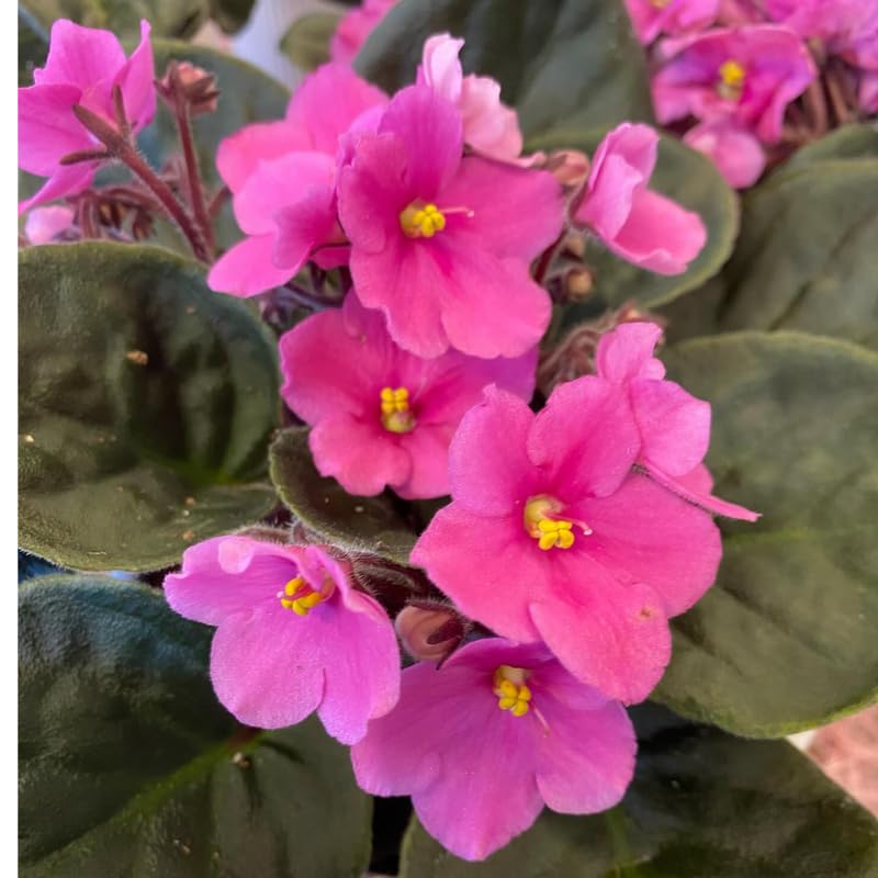 Pink African Violets Live Plants House Plants in 4" Pot, Vibrant Blooms for Indoor Décor, Home or Office, Easy to Grow
