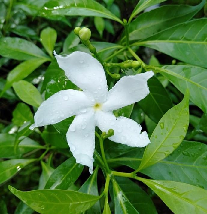 Live Crepe Jasmine Plant in Half Gallon Pot, Fragrant White Jasmine Flowers Bush, 8-14'' Tall, Garden and Container Planting