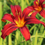 Pack 10 Daylily Bulbs for Planting Spring, Fast Blooming Hardy Perennial Lily Bare Roots for Outdoor Growing (October Day Lily)