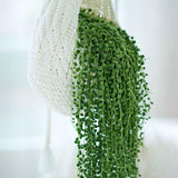 Green String of Pearls Plant Live, Trailing Succulent Vine, Indoor Hanging Houseplant, 4 Inch Pot