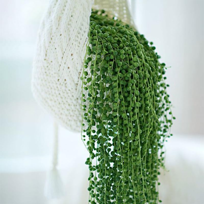 Green String of Pearls Plant Live, Trailing Succulent Vine, Indoor Hanging Houseplant, 4 Inch Pot