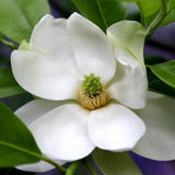 Sweetbay Magnolia Plant Live, 6-12 Inch Tall, Magnolia Tree in 2.5” Pot, Flowering Ornamental Tree