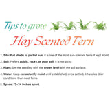 5 Hay Scented Fern Rhizomes Live Plants for Planting, Ferns Live Plants Outdoors Indoors Full Shade, Bare Roots, Fast-Growing