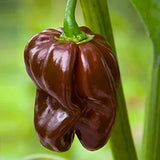 20 Chocolate Scotch Bonnet Pepper Seeds for Planting, Heirloom Hot Pepper Variety