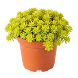 Sedum Live Plant in 4 Inches Pot, Sedum Succulents Plants Live, Vibrant Foliage, Indoor Outdoor Houseplant
