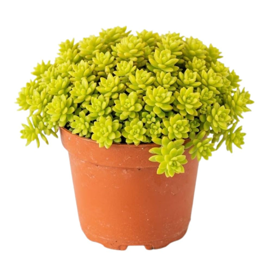 Sedum Live Plant in 4 Inches Pot, Sedum Succulents Plants Live, Vibrant Foliage, Indoor Outdoor Houseplant