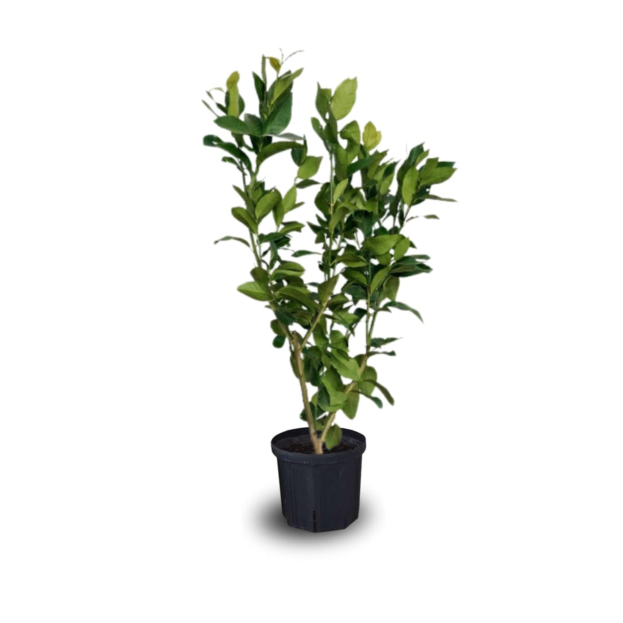 Grafted Ugli Tangelo Tree Plant Live, Ready to Bear Fruit, 3 Feet Tall for Outdoor Gardening, Zones 8-11, Orange Citrus Like