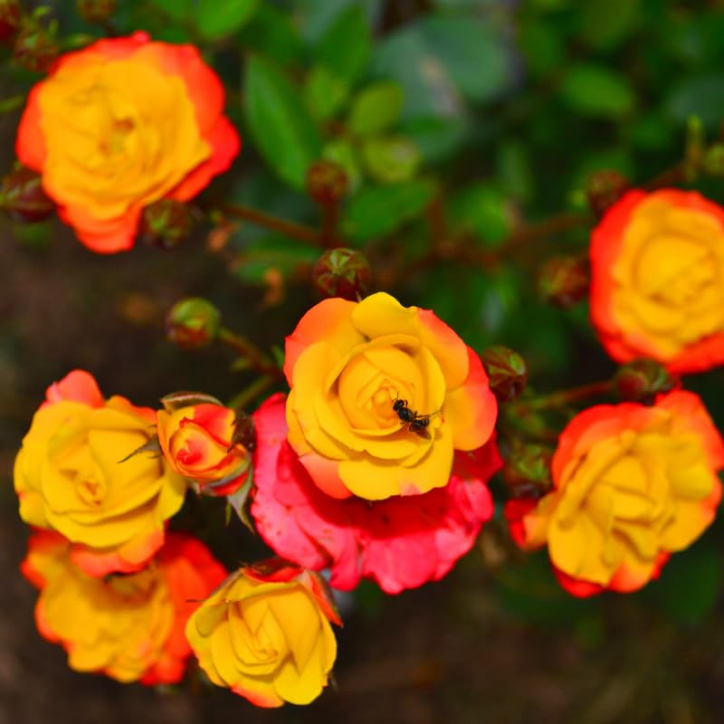 Multi-Colors Climbing Roses Live Plants 7 Months Old, Rose Bushes Ready to Plant 5-9" Tall, Very Fragrant, Can Grow As Climber or Bush Tree or Trellises, Walls, Fences